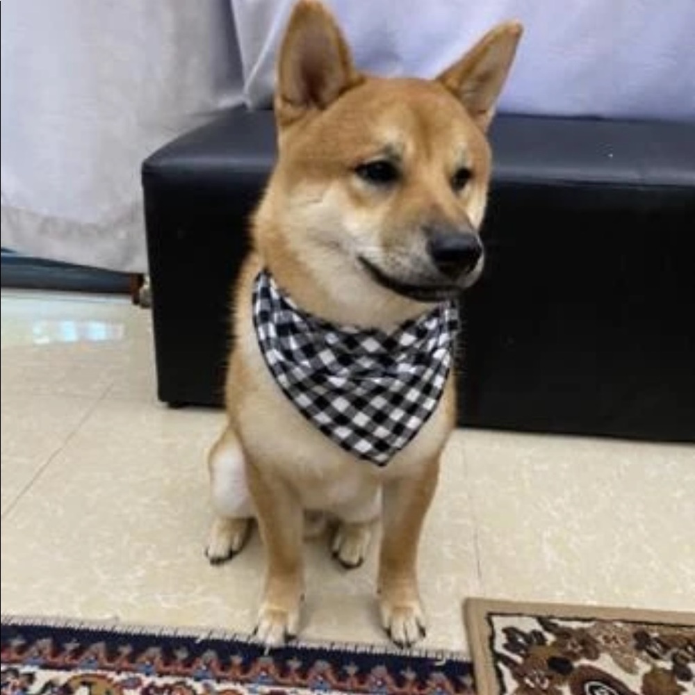 PET BANDANA - Picture 4 of 16